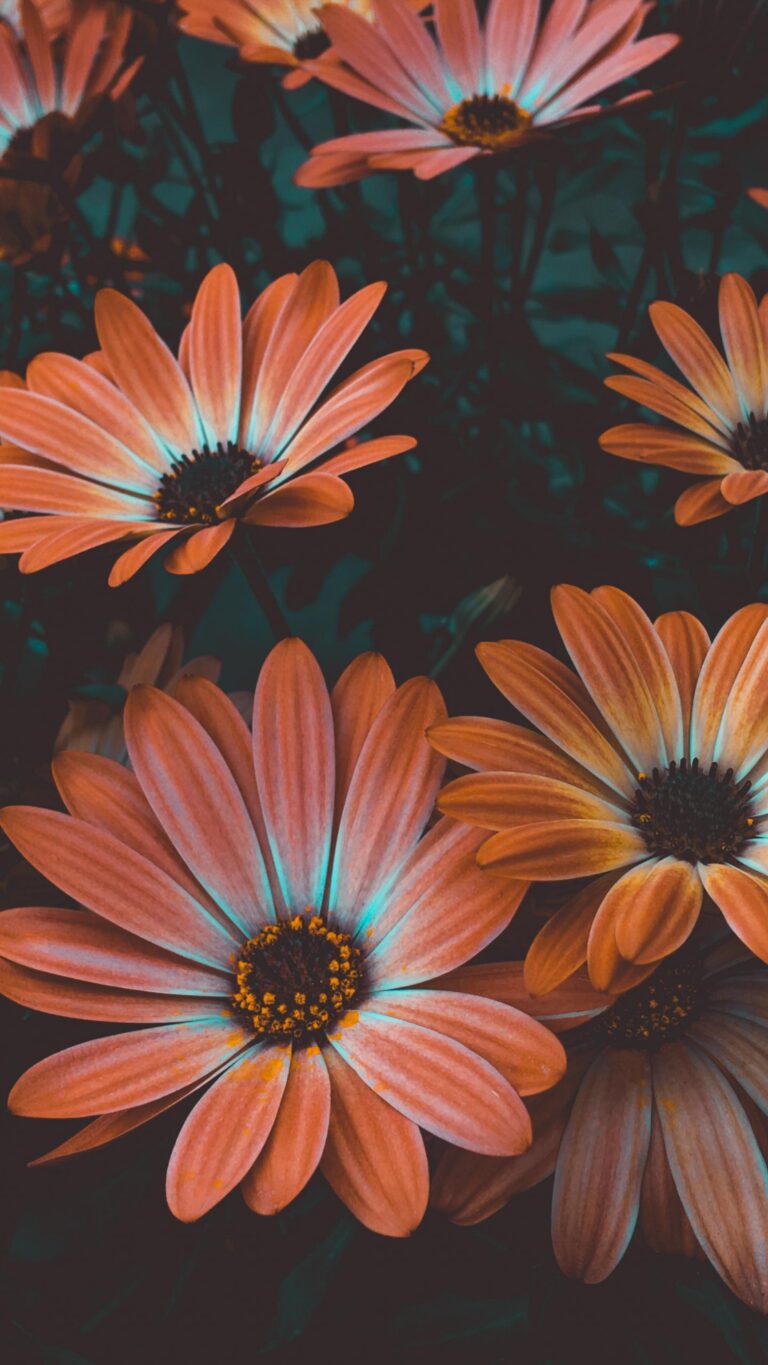 Beautiful Flower Wallpaper Wallpaper background (Image-Photo-Picture) full HD free download.