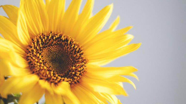 Beautiful Sun flower Desktop Wallpaper Background Wallpaper background (Image-Photo-Picture) full HD free download.