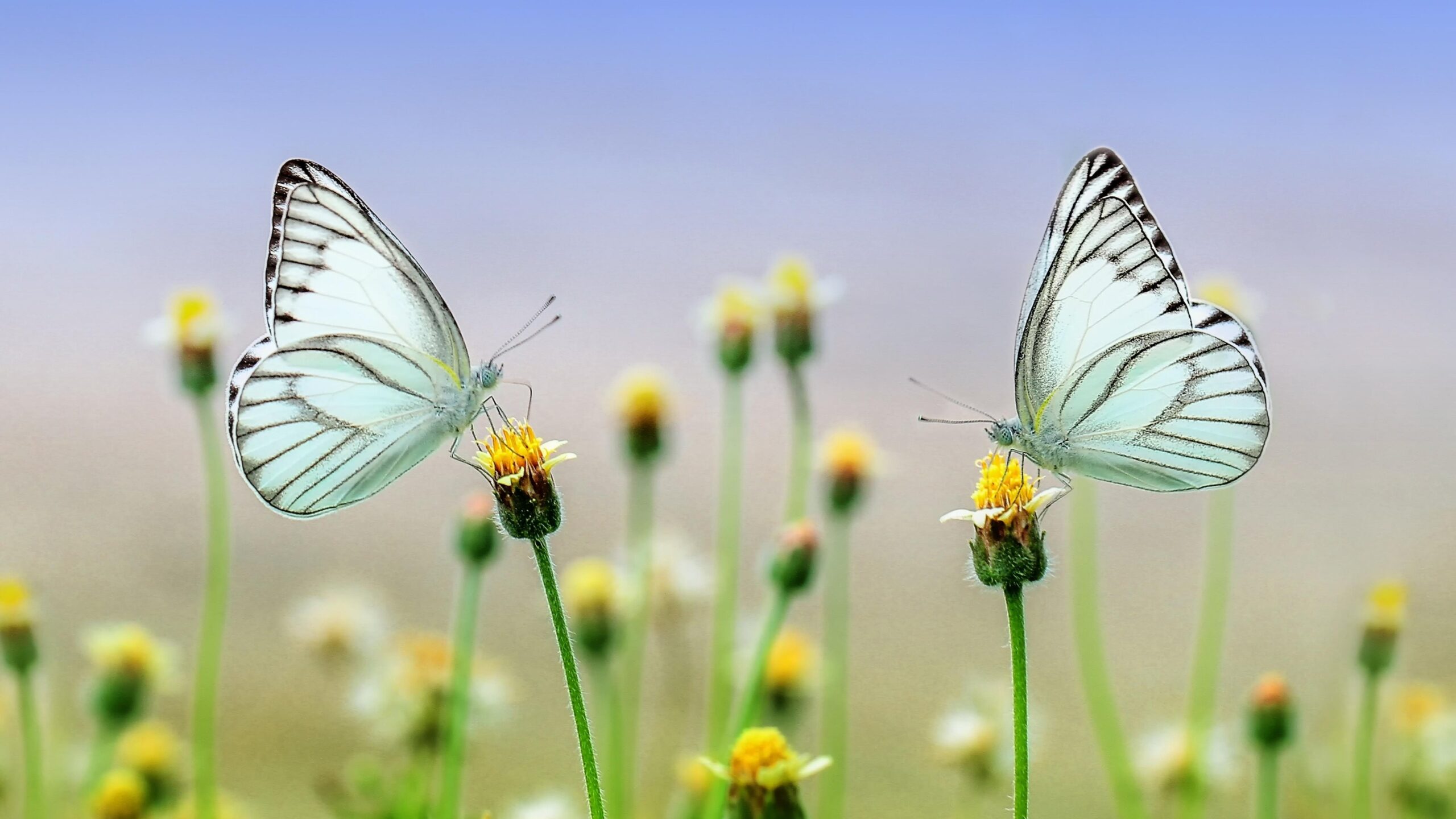 Butterfly on flower Desktop Wallpaper Background