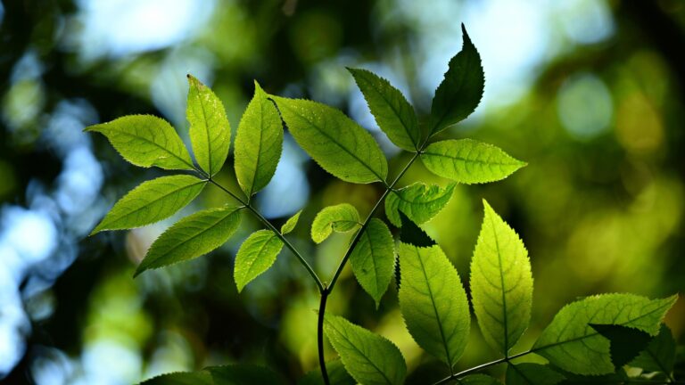 Green Leaf Nature Desktop Wallpaper Background 1 Wallpaper background (Image-Photo-Picture) full HD free download.