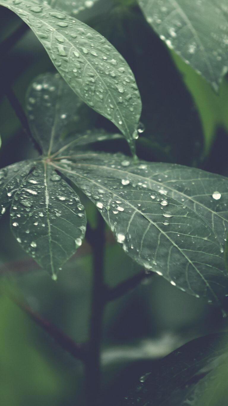 Green tree leaf with water drop wallpaper Wallpaper background (Image-Photo-Picture) full HD free download.