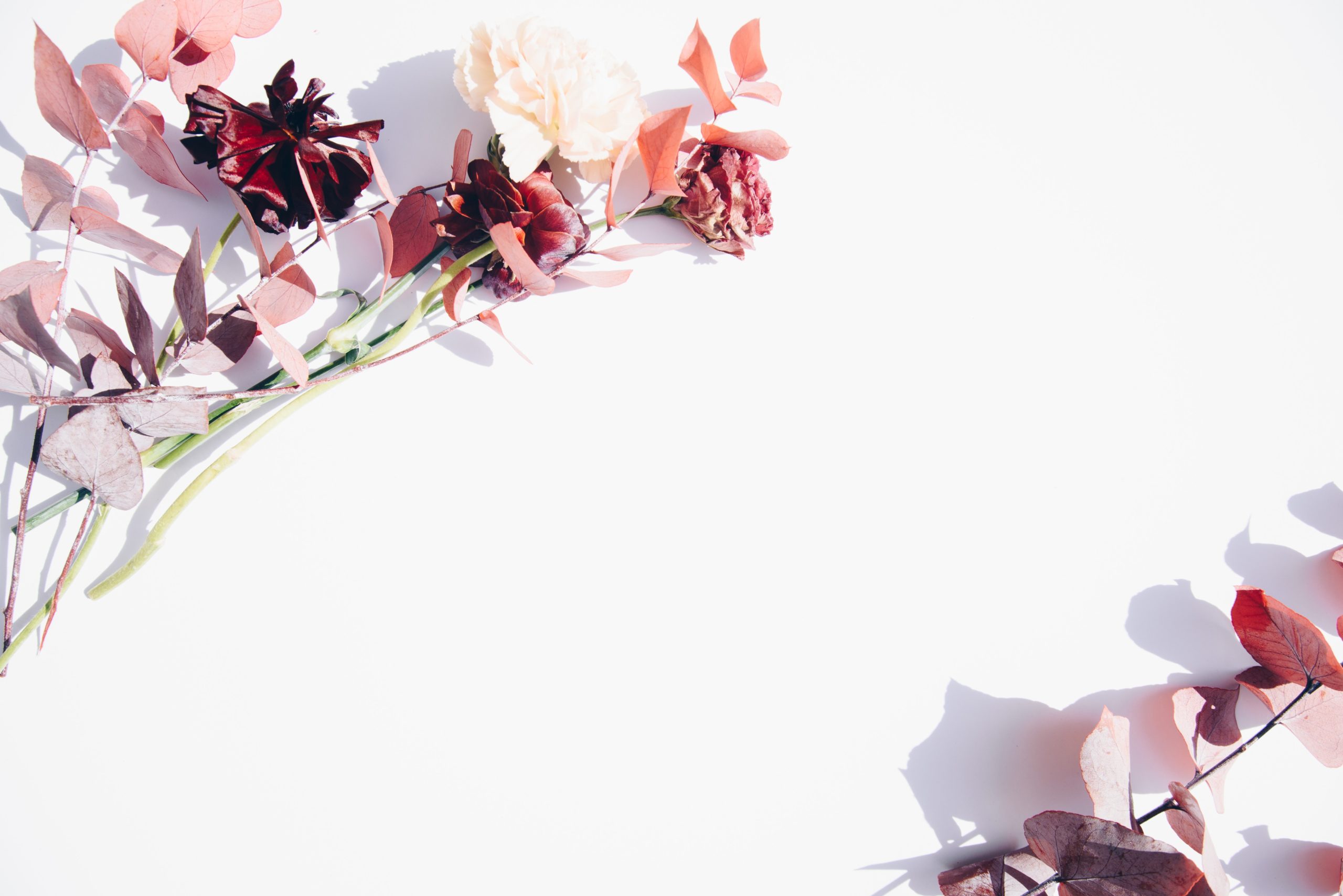 Pink and White flowers on White Background