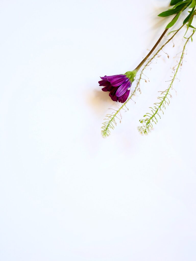 Purple flower Wallpaper background (Image-Photo-Picture) full HD free download.