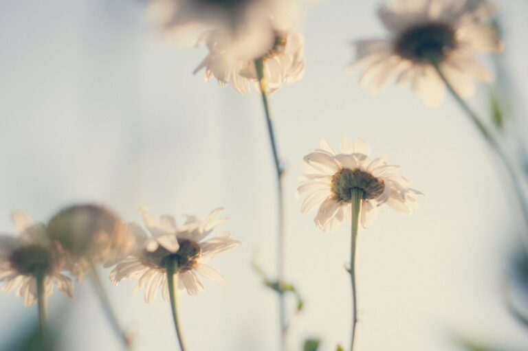 Sun Flower White Background Wallpaper background (Image-Photo-Picture) full HD free download.