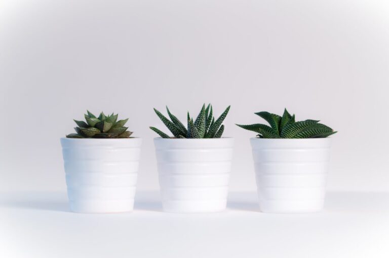 Three green assorted plants in White ceramic pots Wallpaper background (Image-Photo-Picture) full HD free download.