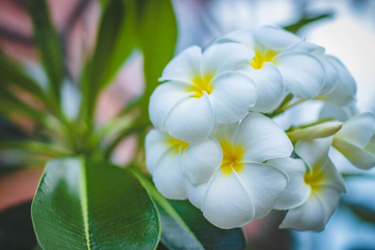 White Beautiful Flower Wallpaper background (Image-Photo-Picture) full HD free download.