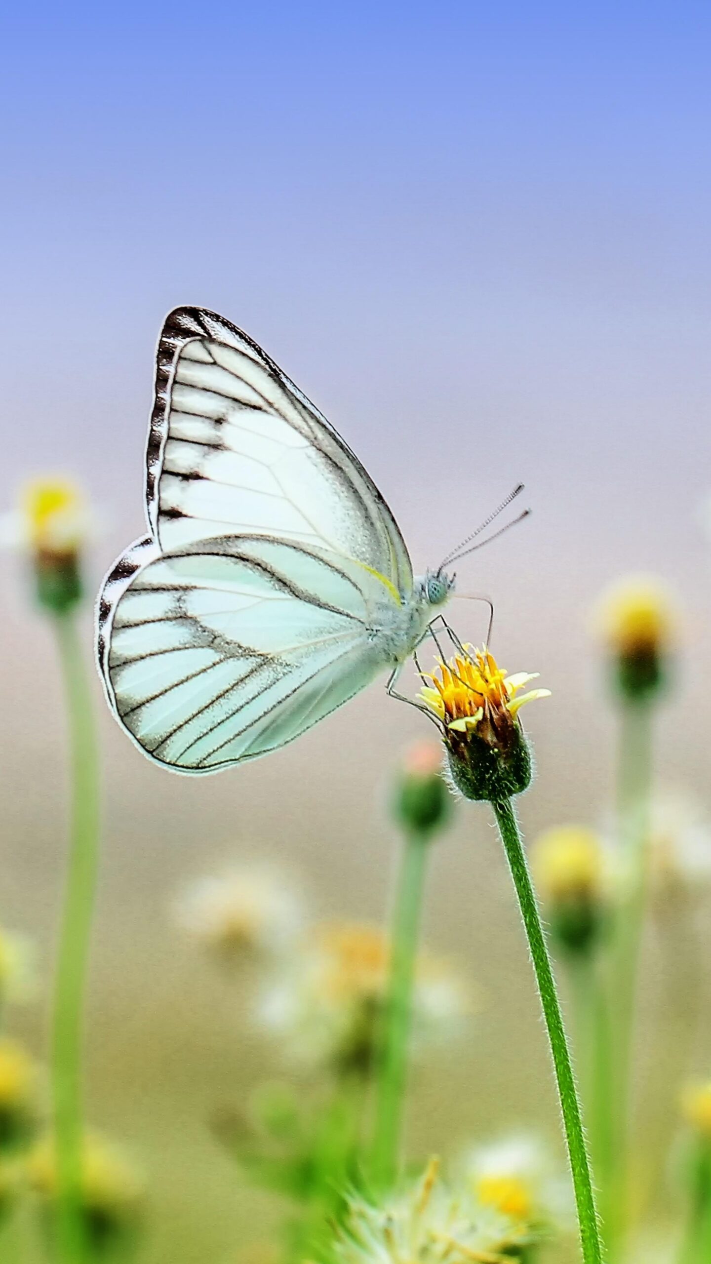 White Butterfly on a flower wallpaper