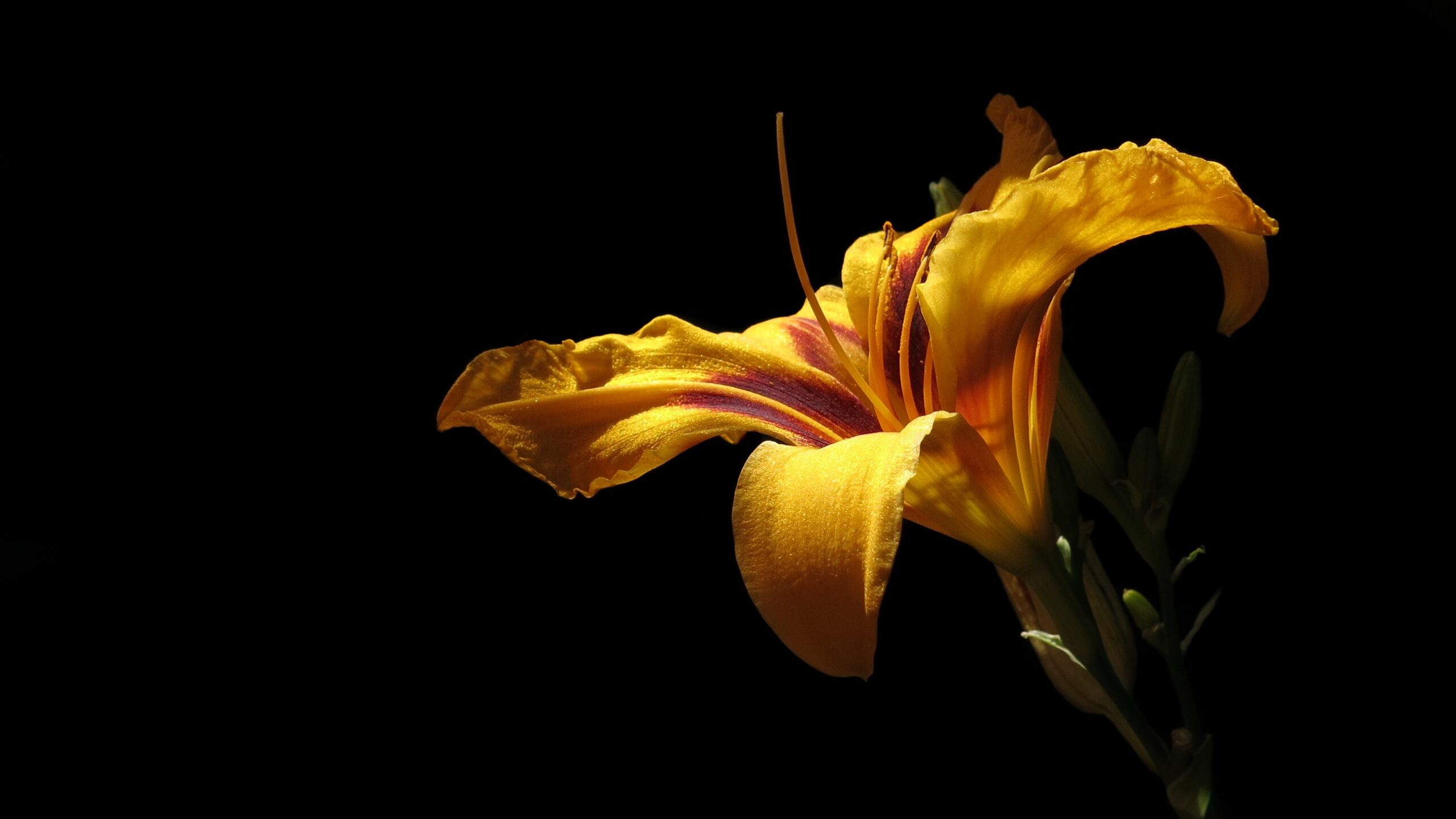 Yellow Flower Black Background Wallpaper