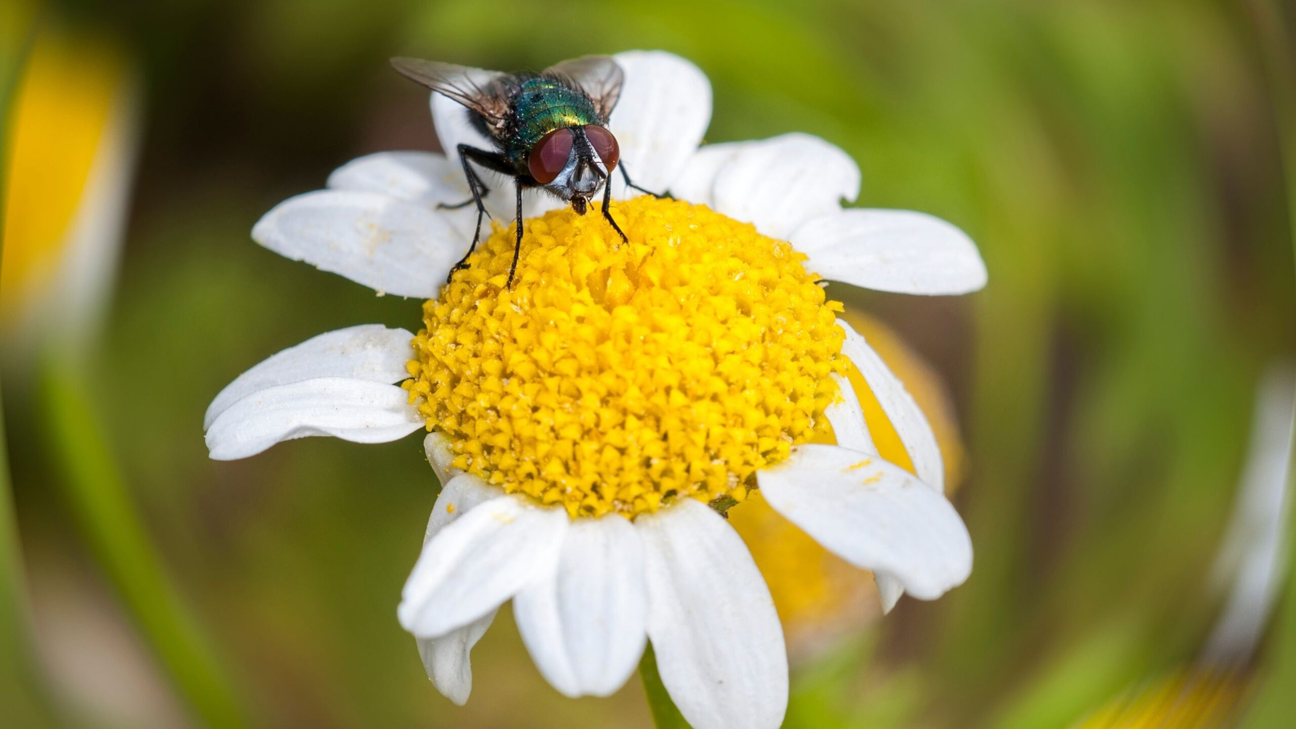 Bee on a yellow flower nature wallpaper