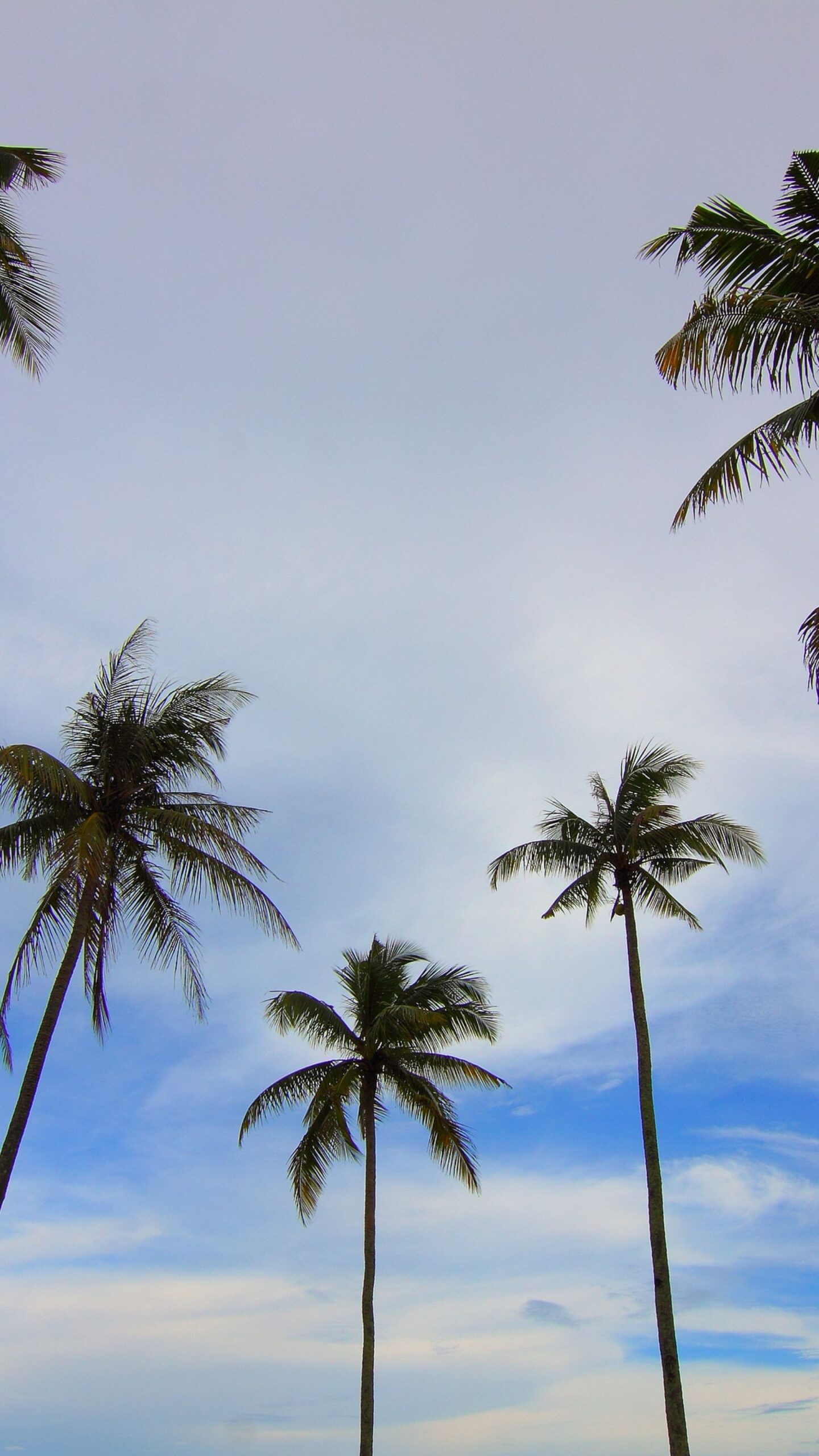 Long Coconut tree among the blue skk nature wallpaper for mobile phone