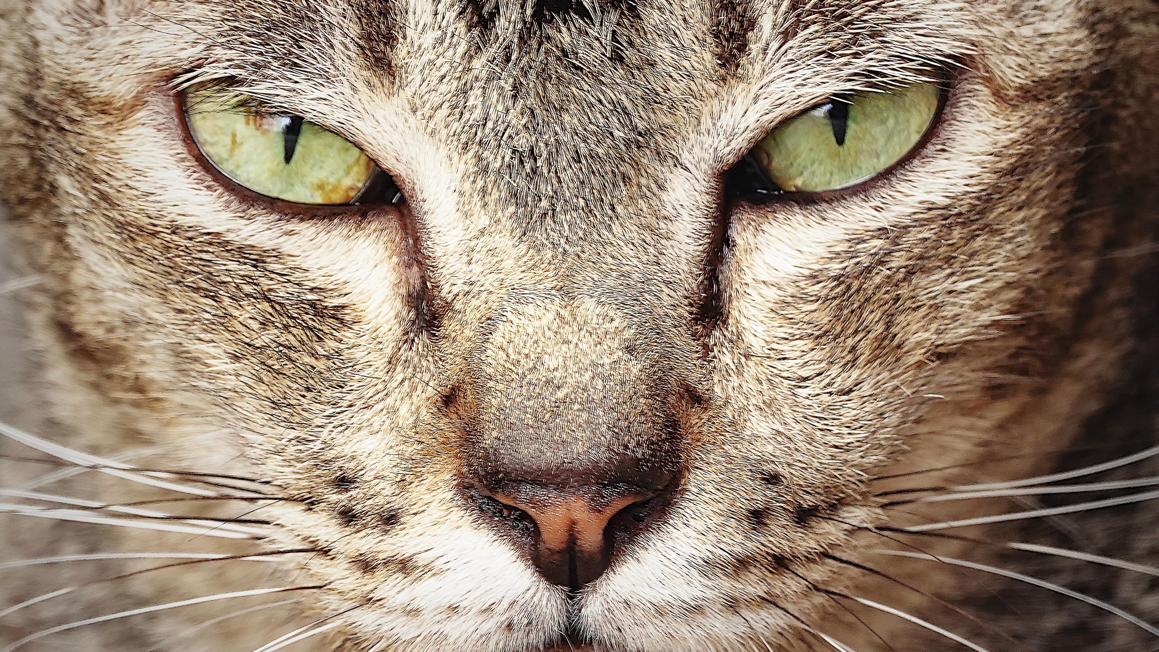 Angry Cat Beautiful Eyes Animal Wallpaper Image Photo Picture With Nature Background 4k 3840×2160