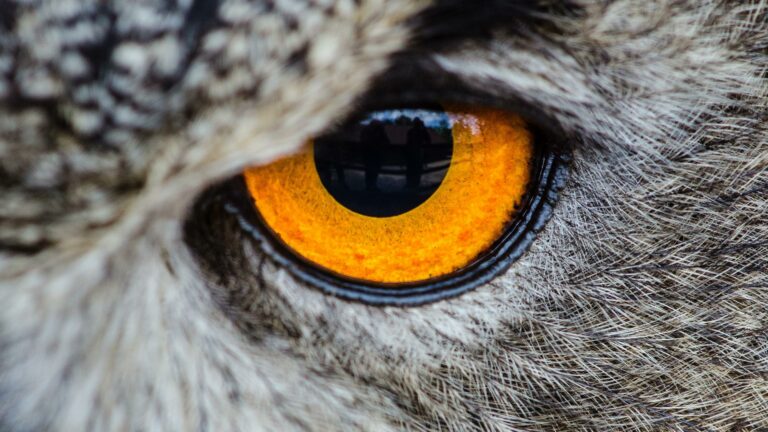 Angry eye of an Animal Wallpaper Image Photo Picture With Nature Background 4k 3840x2160 1 Wallpaper background (Image-Photo-Picture) full HD free download.