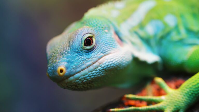 Chameleons Animal Wallpaper 2 Image Photo Picture With Nature Background 4k 3840x2160 1 Wallpaper background (Image-Photo-Picture) full HD free download.