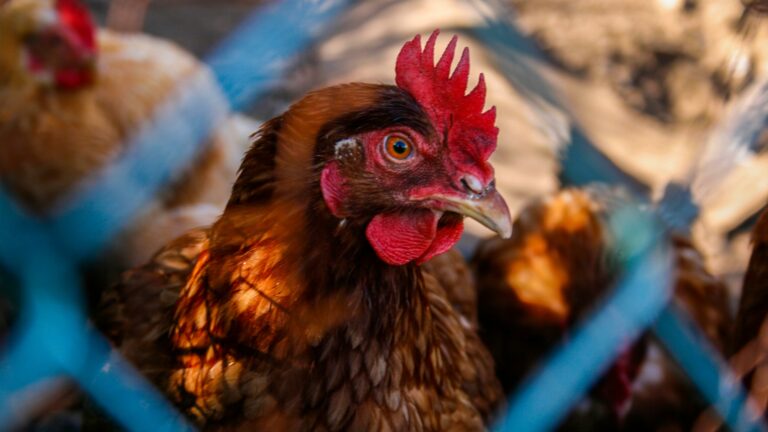 Cock Hen Animal Wallpaper Image Photo Picture With Nature Background 4k 3840x2160 1 Wallpaper background (Image-Photo-Picture) full HD free download.