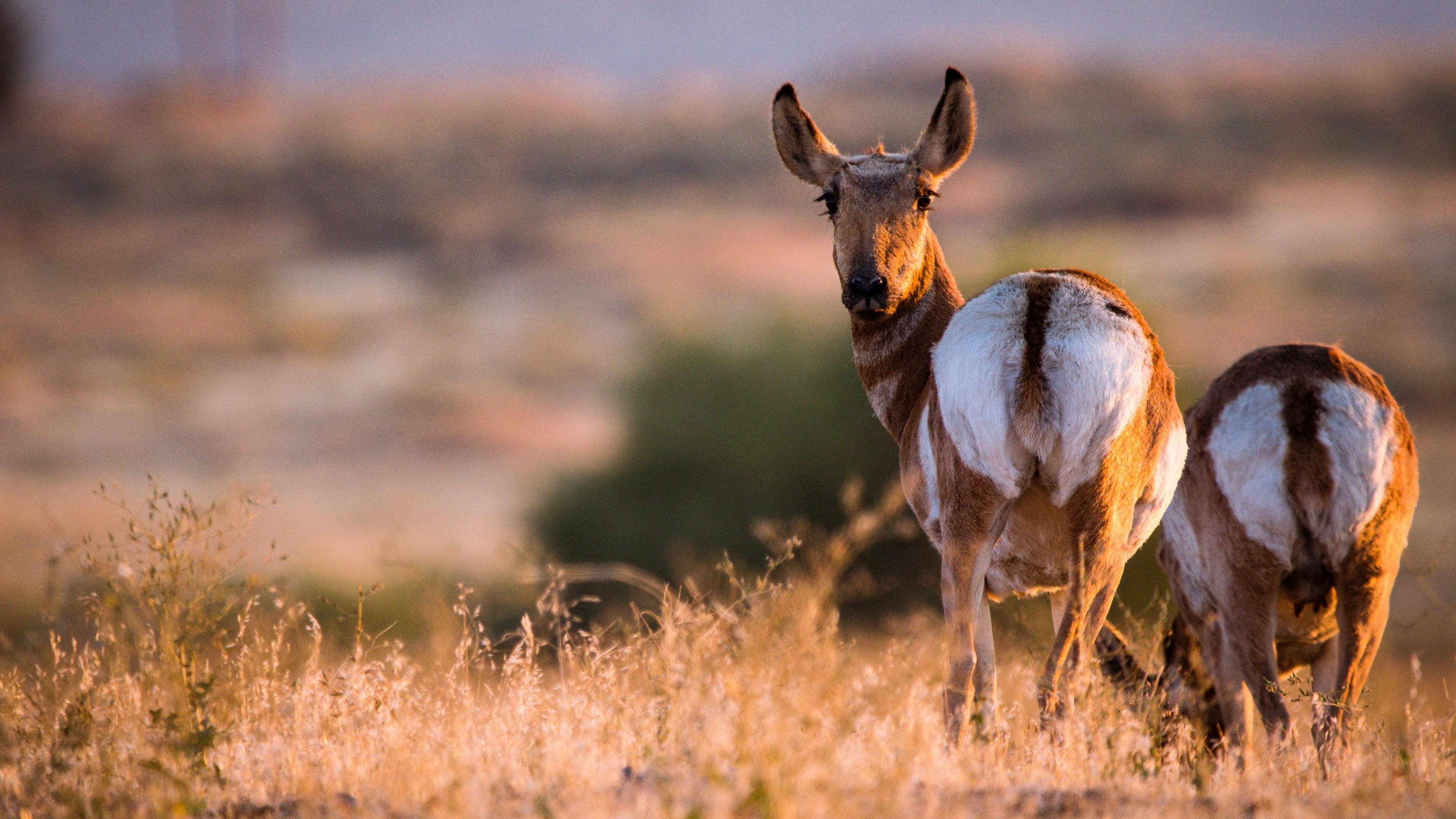 Deer Animal Wallpaper Image Photo Picture With Nature Background 4k 3840×2160