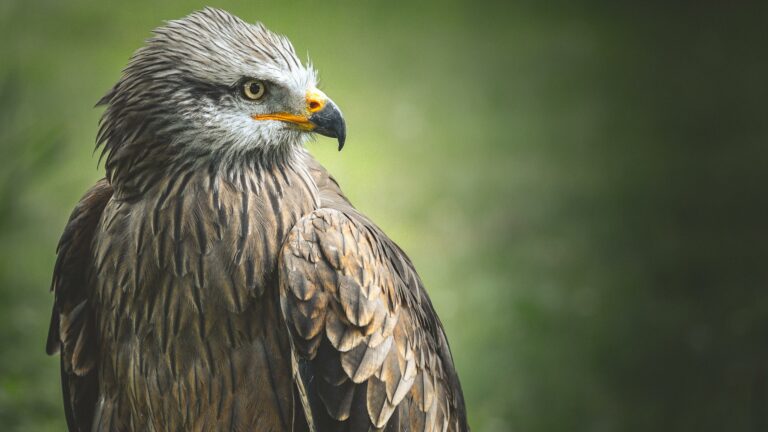 Eagle Animal Wallpaper 2 Image Photo Picture With Nature Background 4k 3840x2160 1 Wallpaper background (Image-Photo-Picture) full HD free download.