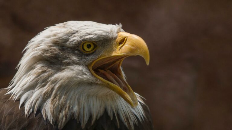 Eagle Animal Wallpaper Image Photo Picture With Nature Background 4k 3840x2160 1 Wallpaper background (Image-Photo-Picture) full HD free download.