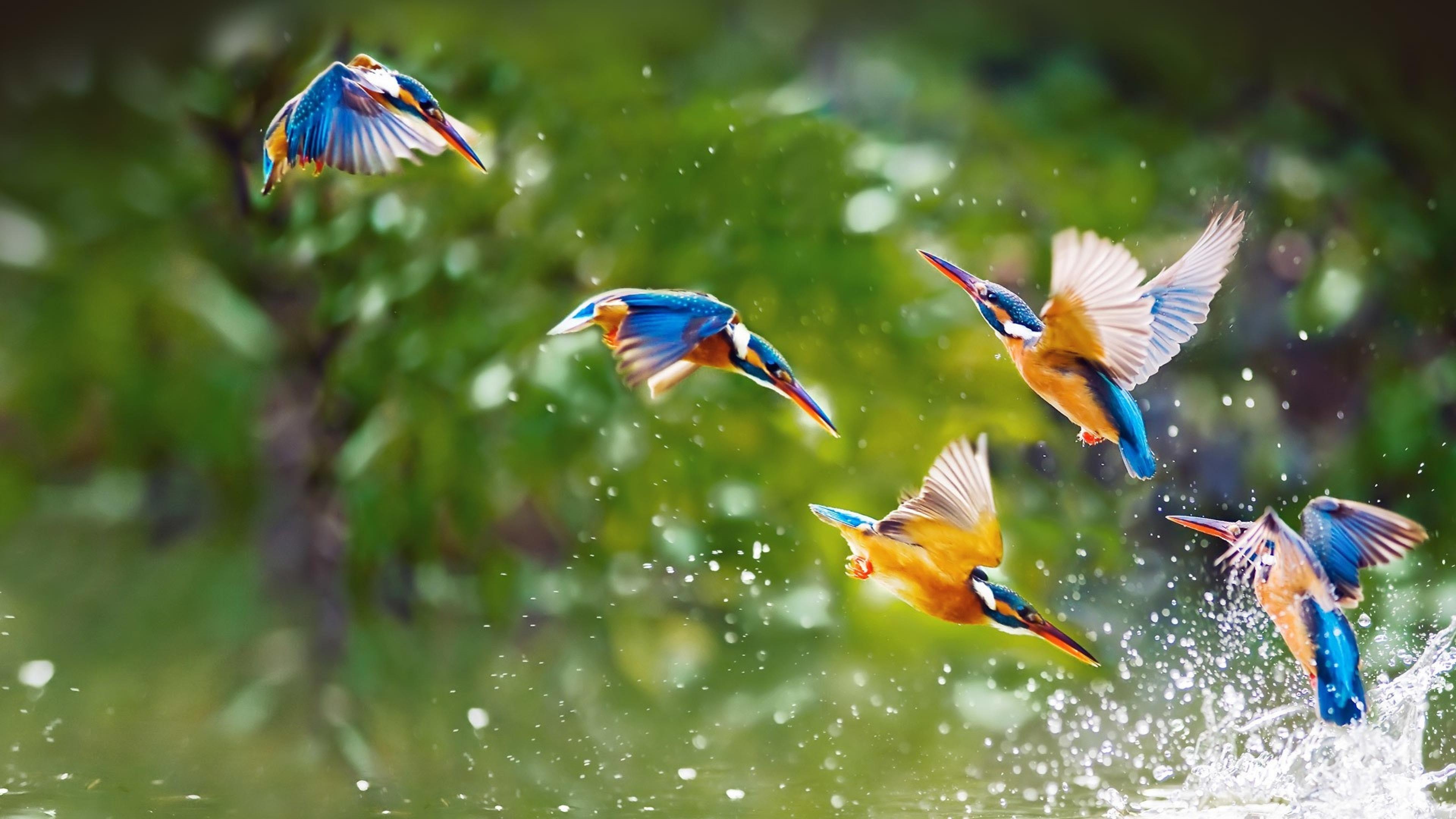 Kingfishers playing on water splash 4k Hd 3840×2160 Free Download