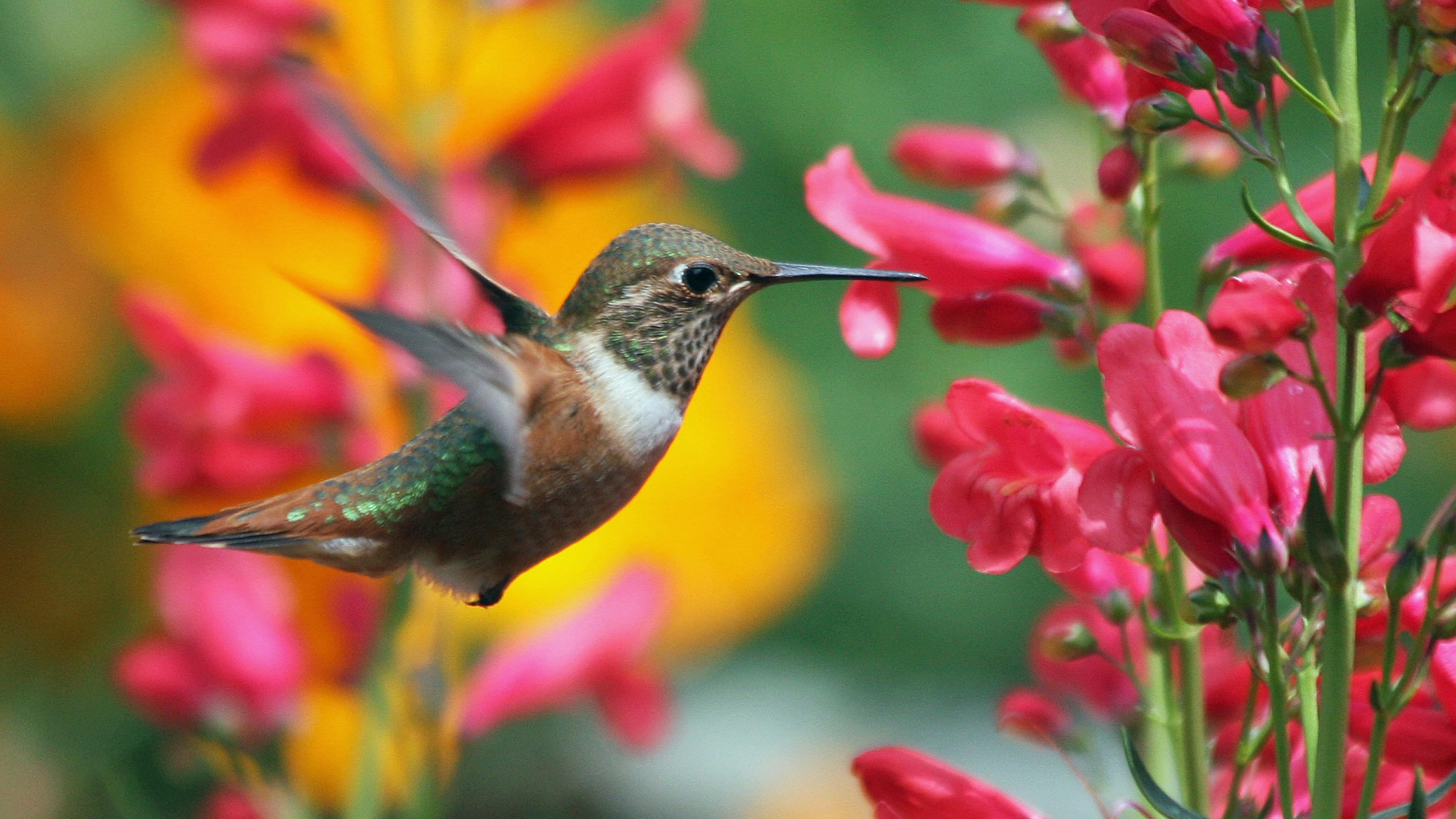 Red Flower Small Bird Wallpaper 4k Hd 3840×2160 Free Download